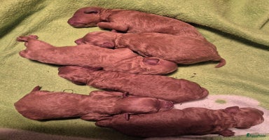 Dwergpoedel honden - Advertentie 6