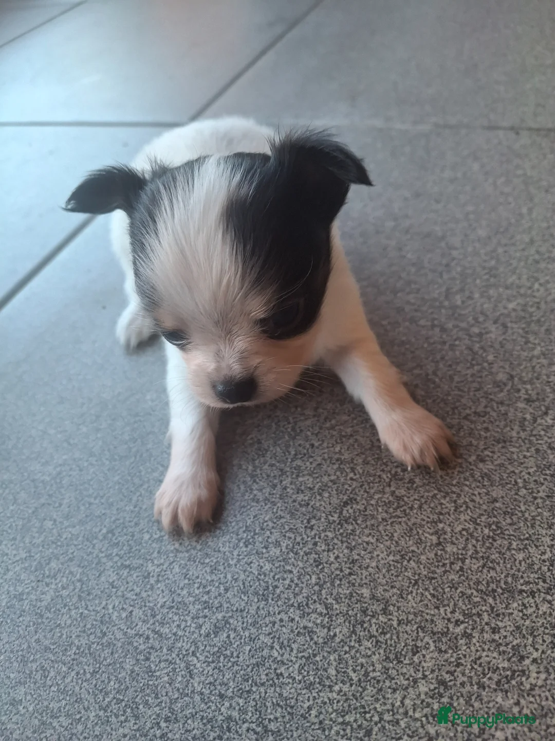 Chihuahua honden te koop: Puppy's  in Leeuwarden - Advertentie 1