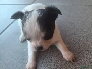 Chihuahua honden Puppy's - Advertentie 2