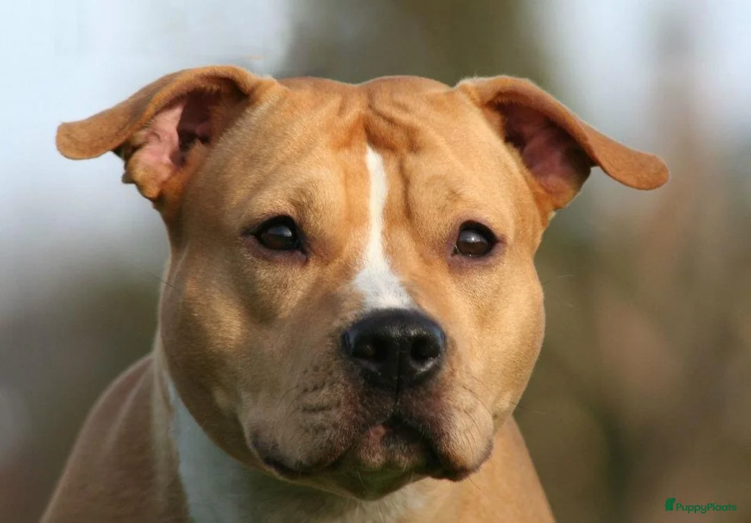 Galerij afbeelding {{count}}