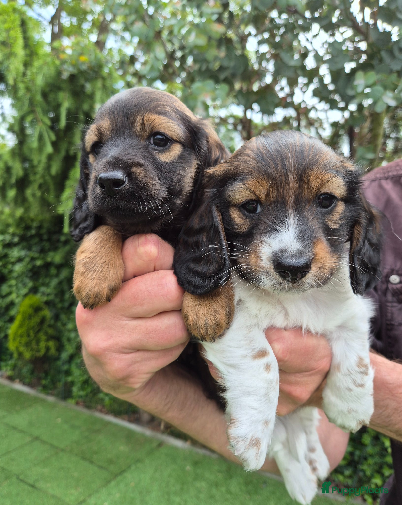 Teckel (langhaar) honden Dwergteckel laanghaar pups (reutjes) - Advertentie 16