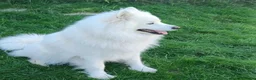 Samojeed honden te koop: Samojeed pup - Advertentie 3