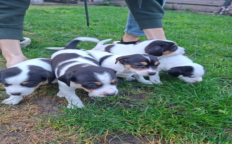 Fox Terriër Gladhaar honden Boerenfox pups - Advertentie 1