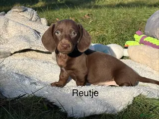 Teckel (korthaar) honden Dwergteckel puppies - Advertentie 7