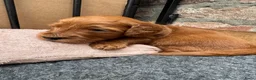 Australian Labradoodle honden te koop: Prachtig nest labradoodles (medium) - Advertentie 37