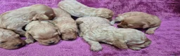 Cockapoo honden te koop: Cockapoo pupjes kleine maat - Advertentie 8