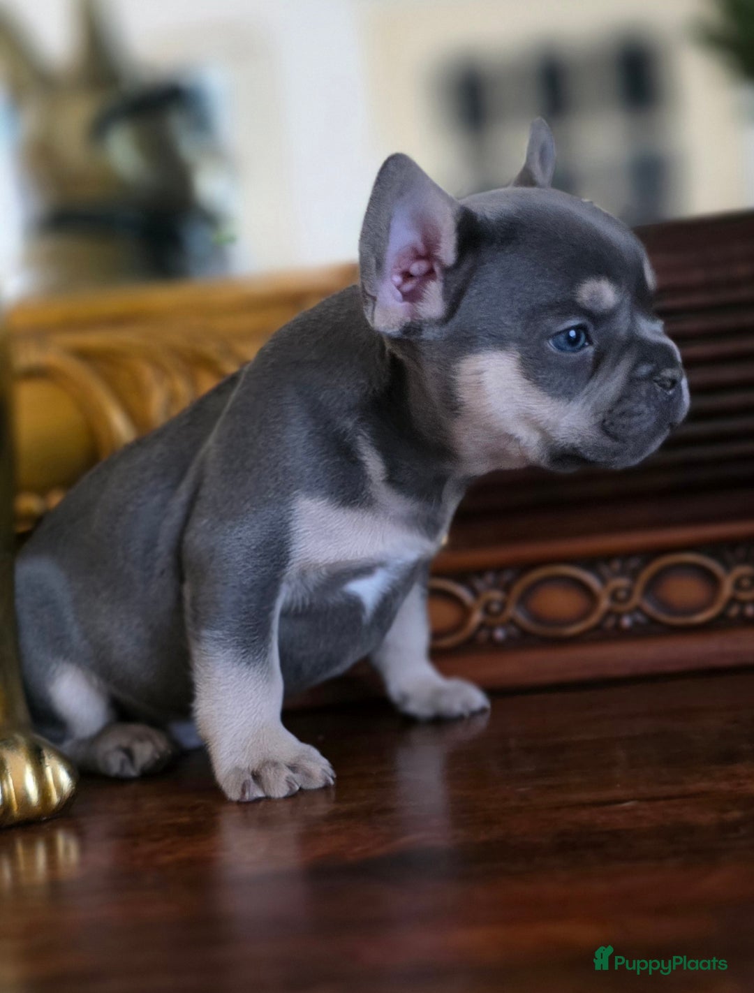 Franse Bulldog honden te koop: Super knappe, raszuivere franse bulldog pups - Advertentie 10