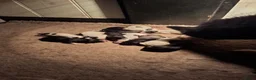Kruising honden te koop: Prachtige dutch Laika's  - Advertentie 4