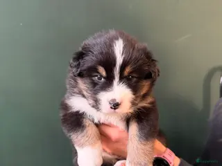 Australian Shepherd honden Australische Herder nestje - Advertentie 1