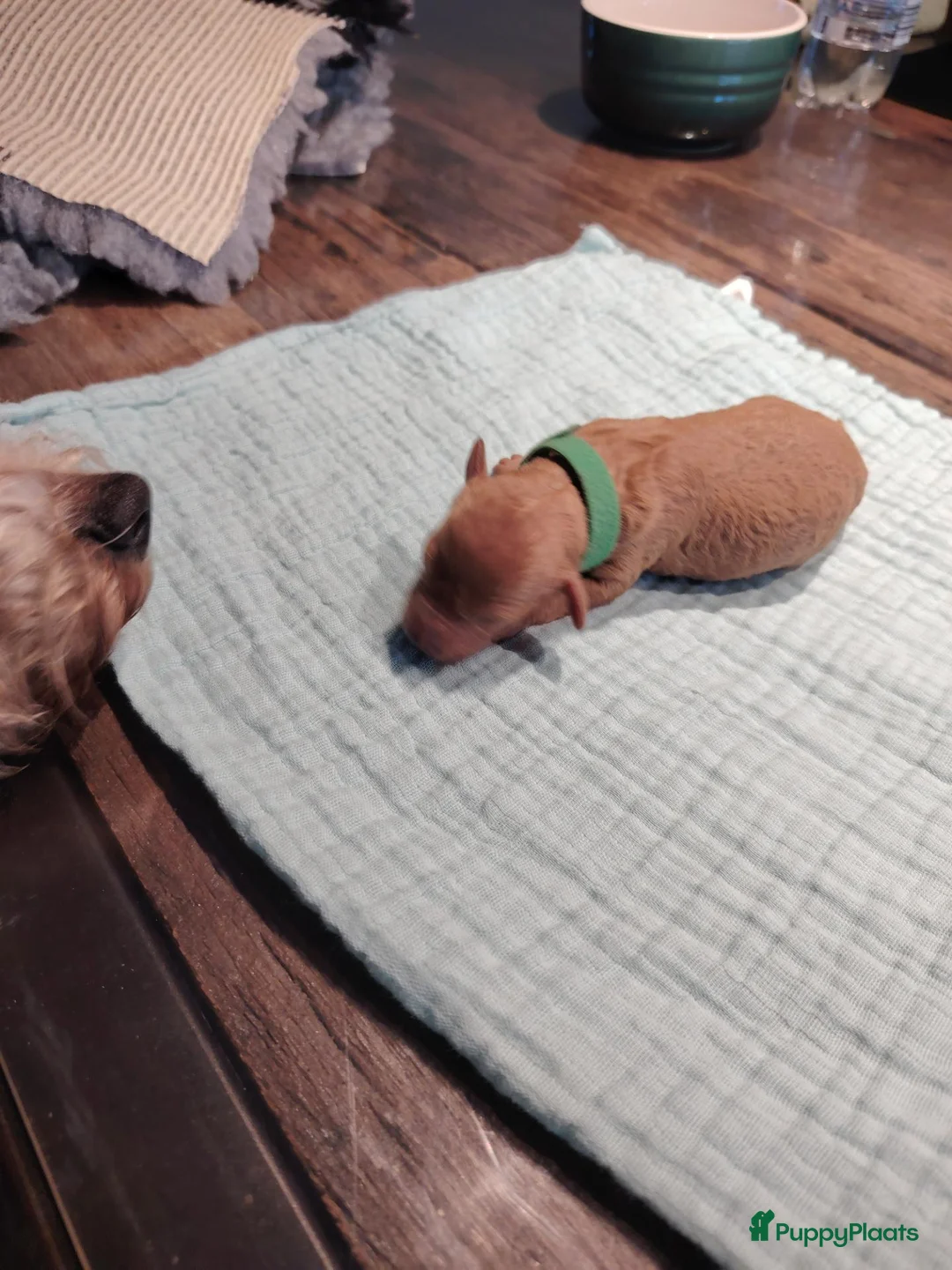 Labradoodle honden te koop: Mini Labradoodle  in Oirschot - Advertentie 13