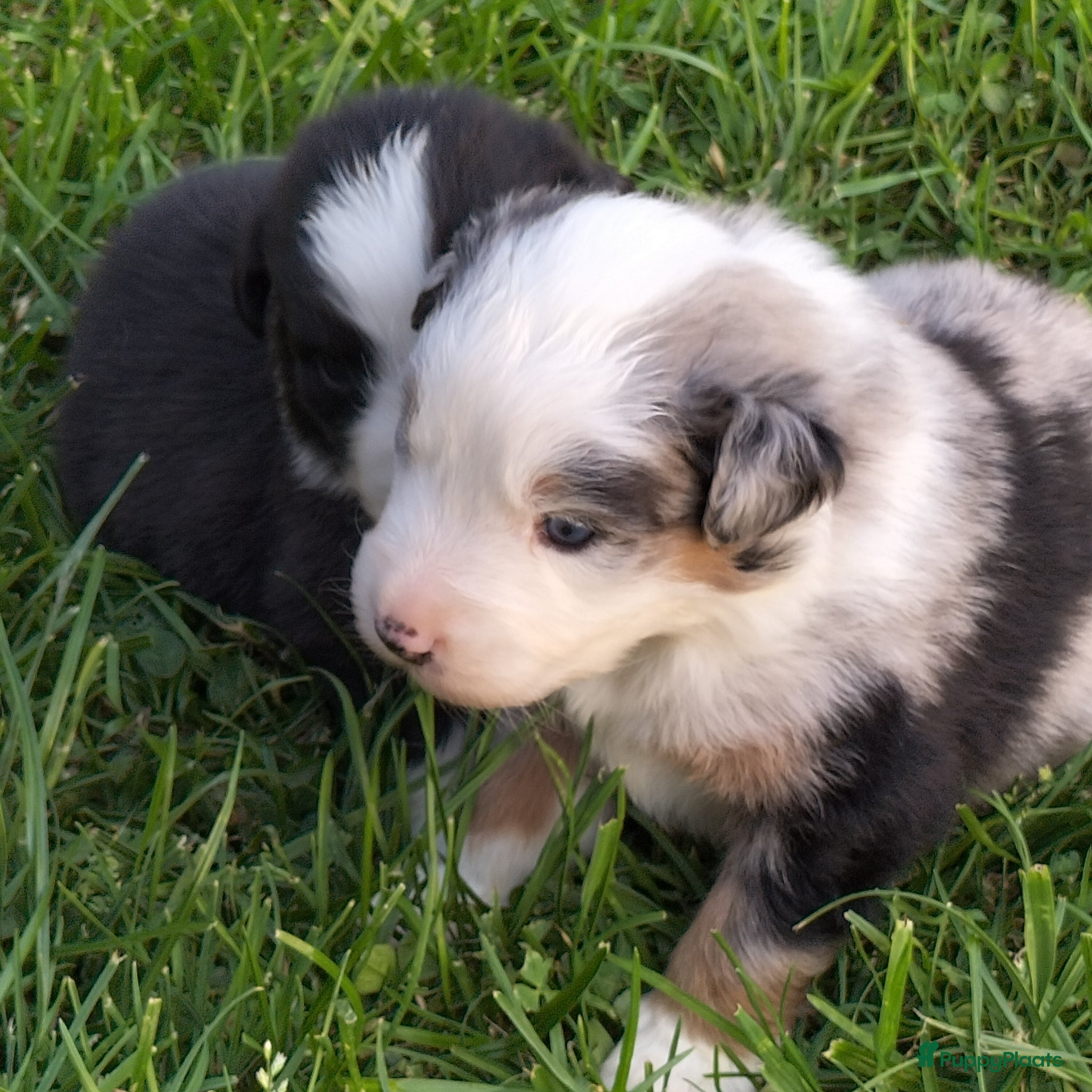Australian Shepherd honden Super leuke Ausie pups - Advertentie 1