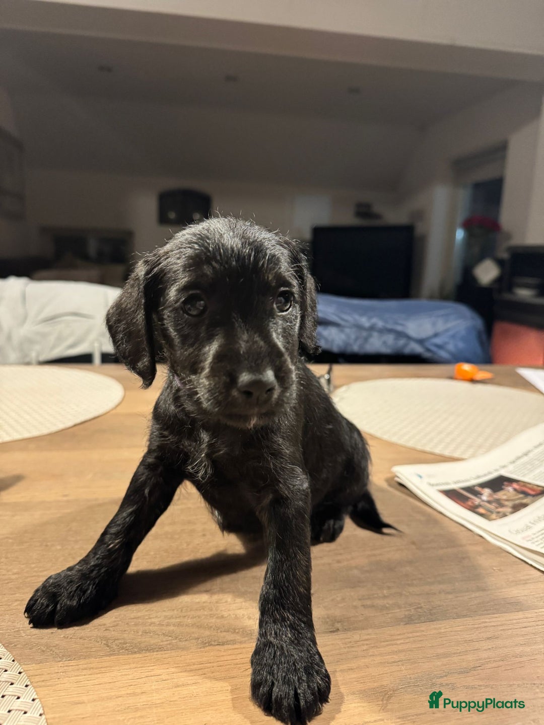 Kruising honden te koop: Foxdoodle puppies te koop (Foodle) - Advertentie 7