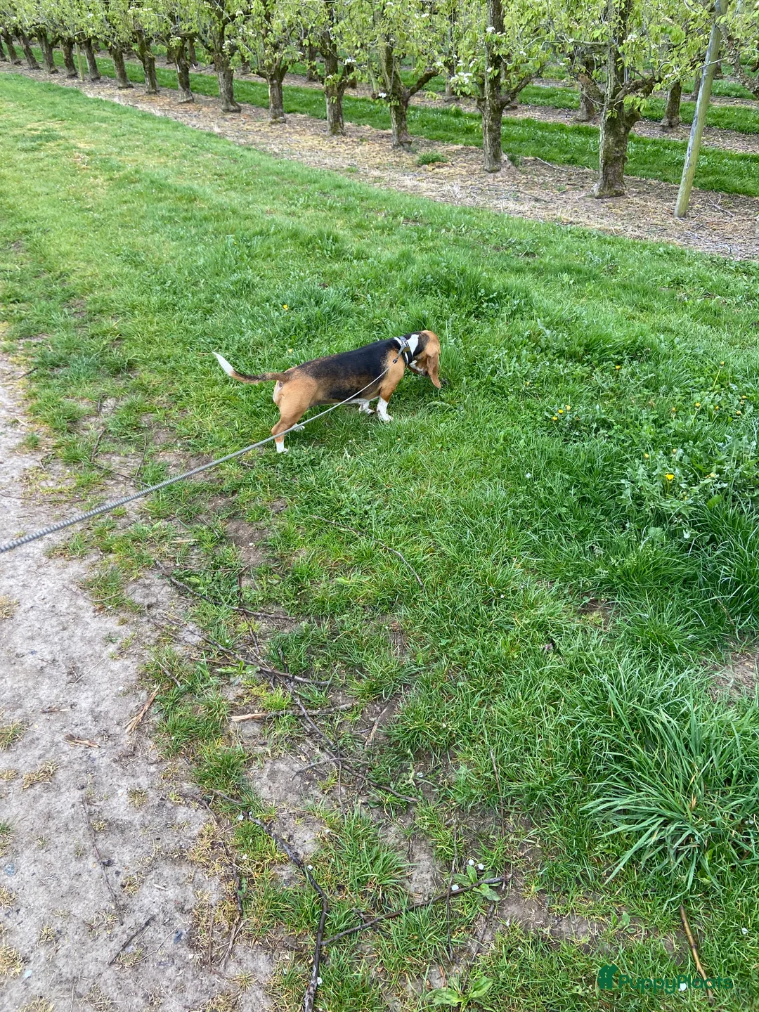 Duitse Staande Hond Langhaar honden te koop: Duitse staande langhaar  - Advertentie 6