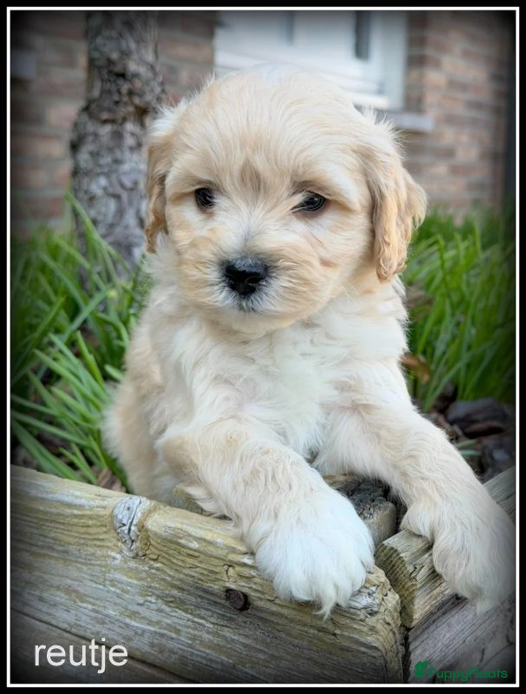 Maltipoo honden te koop: Maltipoo F1b pups - Advertentie 13