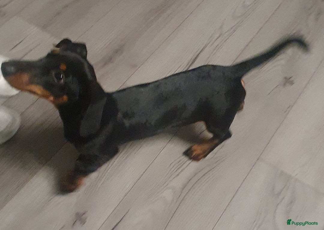 Teckel (korthaar)  honden te koop: Lieve kortharig teckel pup zoekt een nieuwe thuis - Advertentie 3