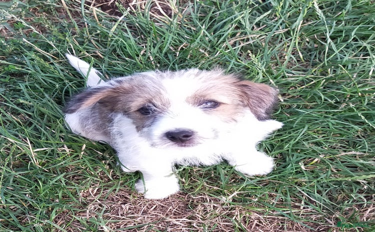 Jack Russel Terriër honden - Advertentie 2