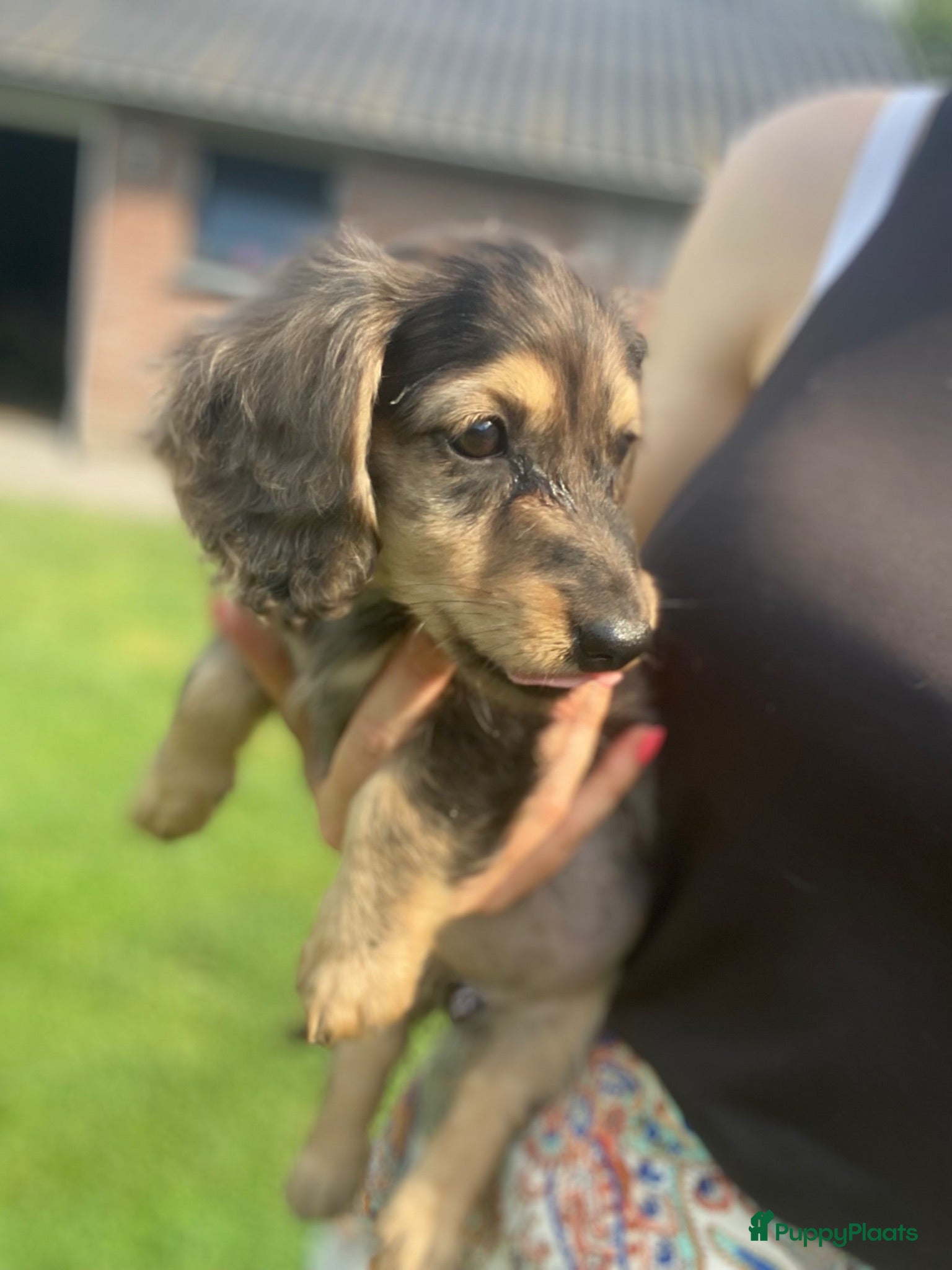 Teckel (langhaar) honden Prachtig lief Merle teefje langharige teckel - Advertentie 1