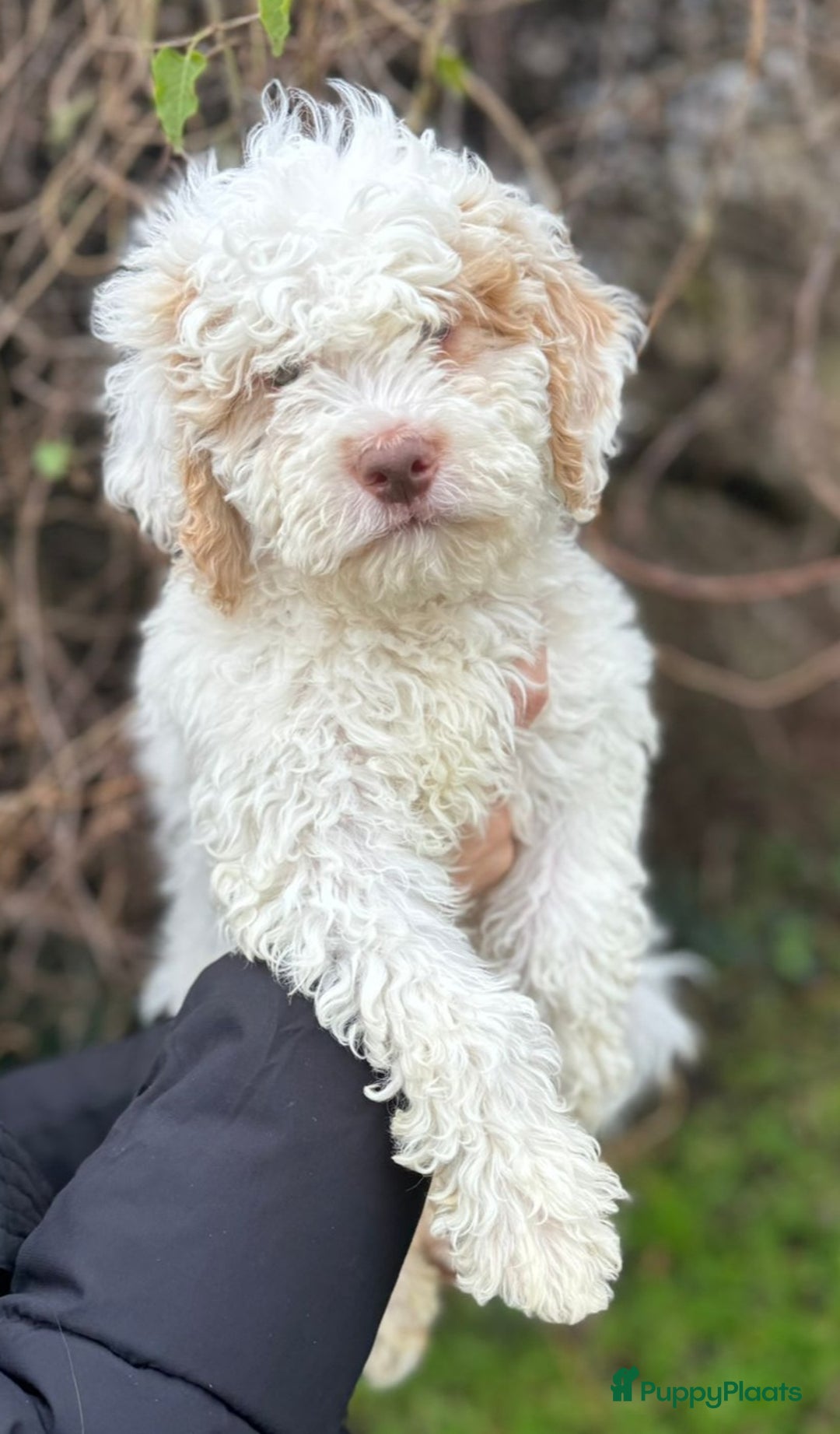 Lagotto Romagnolo honden te koop: Lagotto Romagnolo pups - Advertentie 15