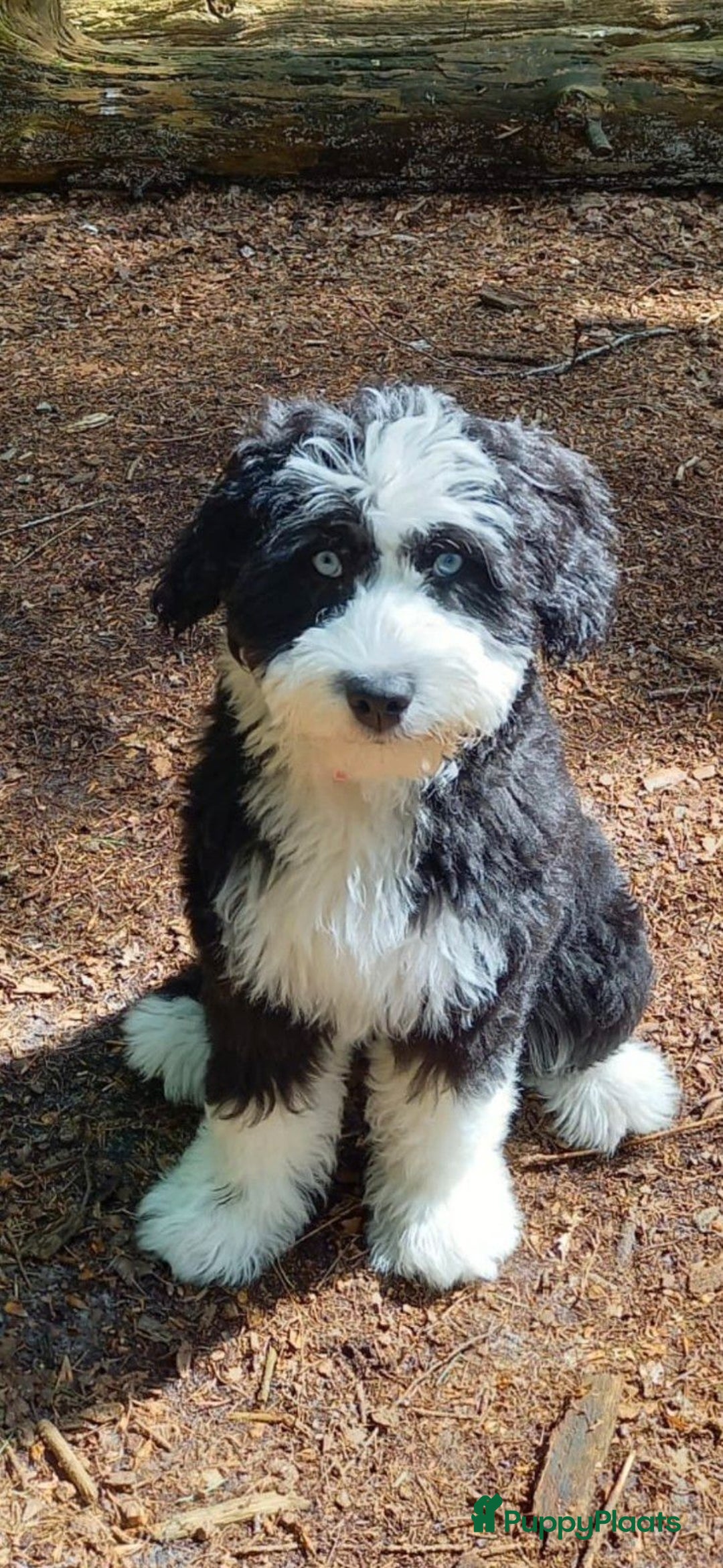 Kruising honden te koop: Mooi, lief en slim! hypoallergene Spaanse aussies - Afbeelding 5