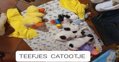 Jack Russel Terriër honden - Advertentie 7