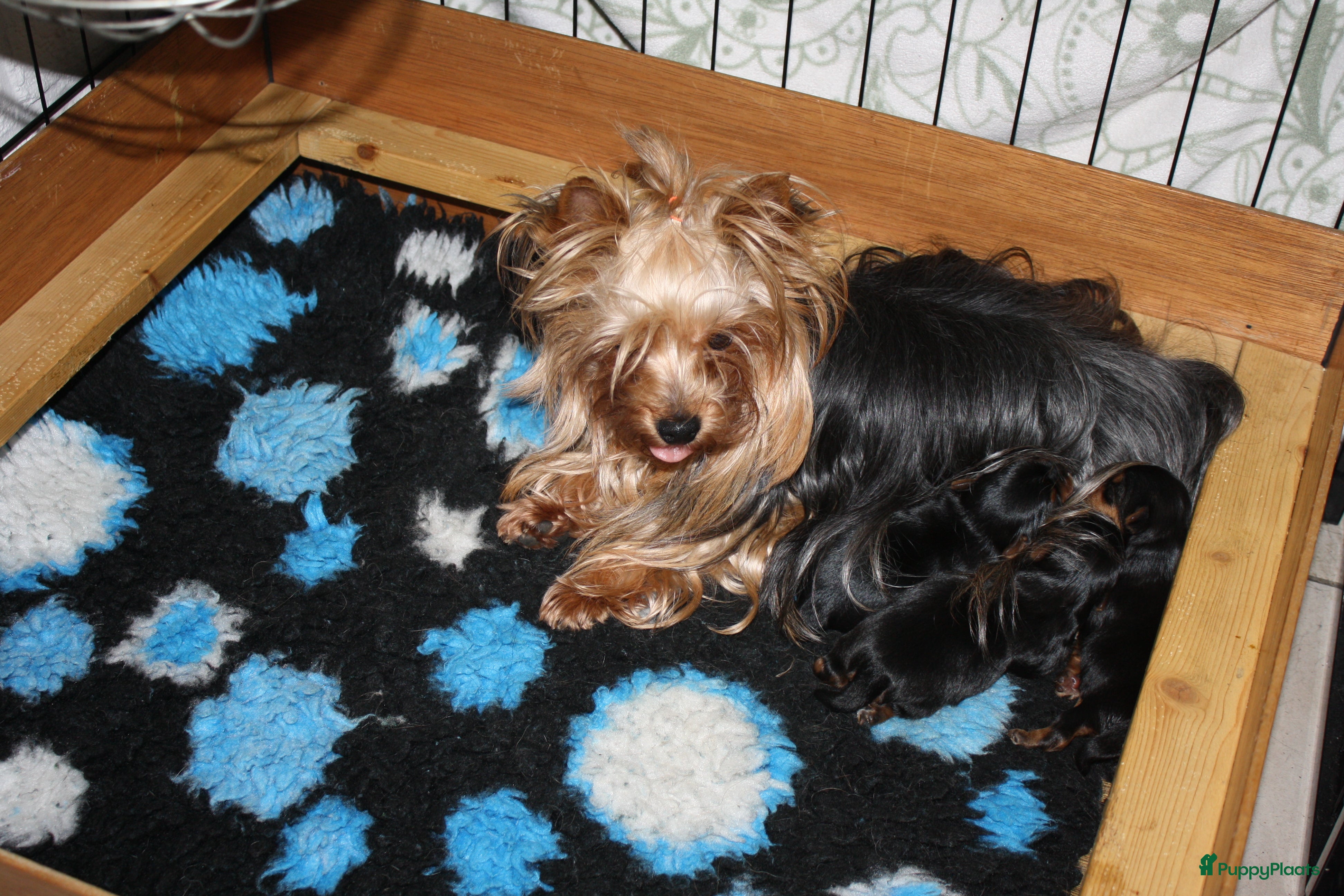 Yorkshire Terriër honden Te koop Yorkshire terrier pups - Advertentie 1