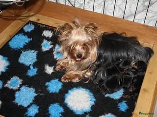 Yorkshire Terriër honden Te koop Yorkshire terrier pups - Advertentie 1