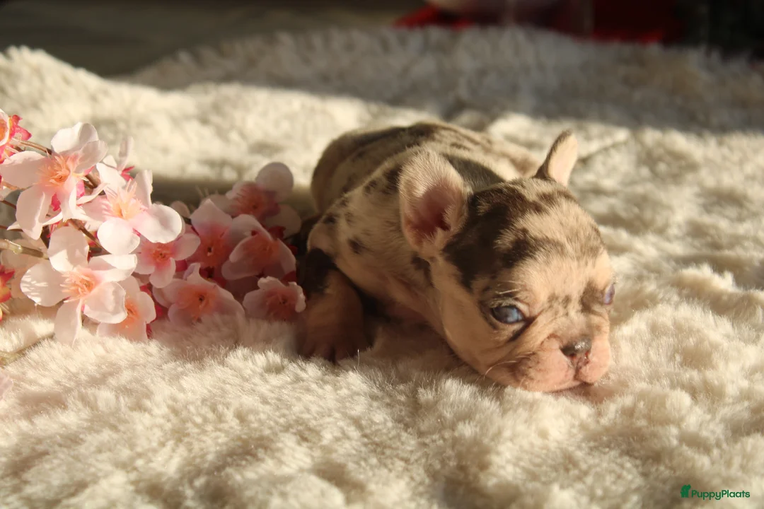 Franse Bulldog honden te koop: Franse Bulldog pups Lionheart Bloodline België  - Advertentie 3