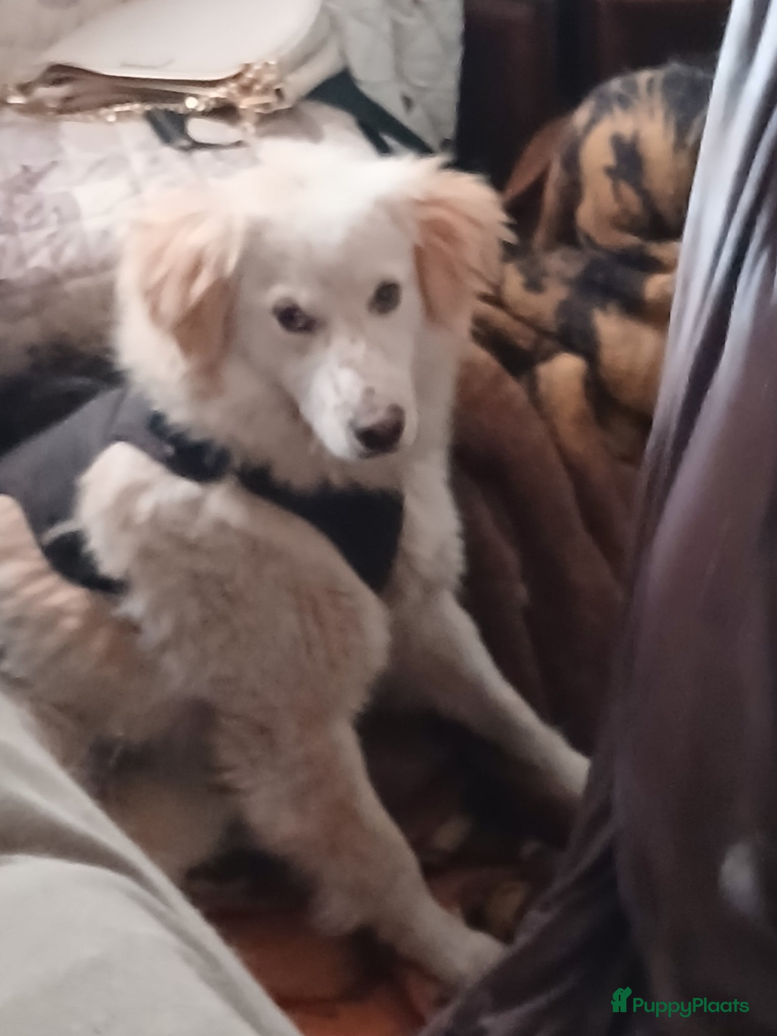 Kruising honden Deze italiaanse zusjes zoeken baasjes - Advertentie 8