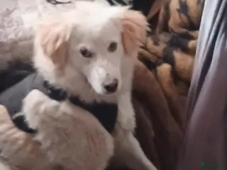 Kruising honden Deze italiaanse zusjes zoeken baasjes - Advertentie 8