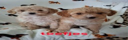 Labradoodle honden te koop: Labradoodle pups kleine  medium  - Advertentie 9
