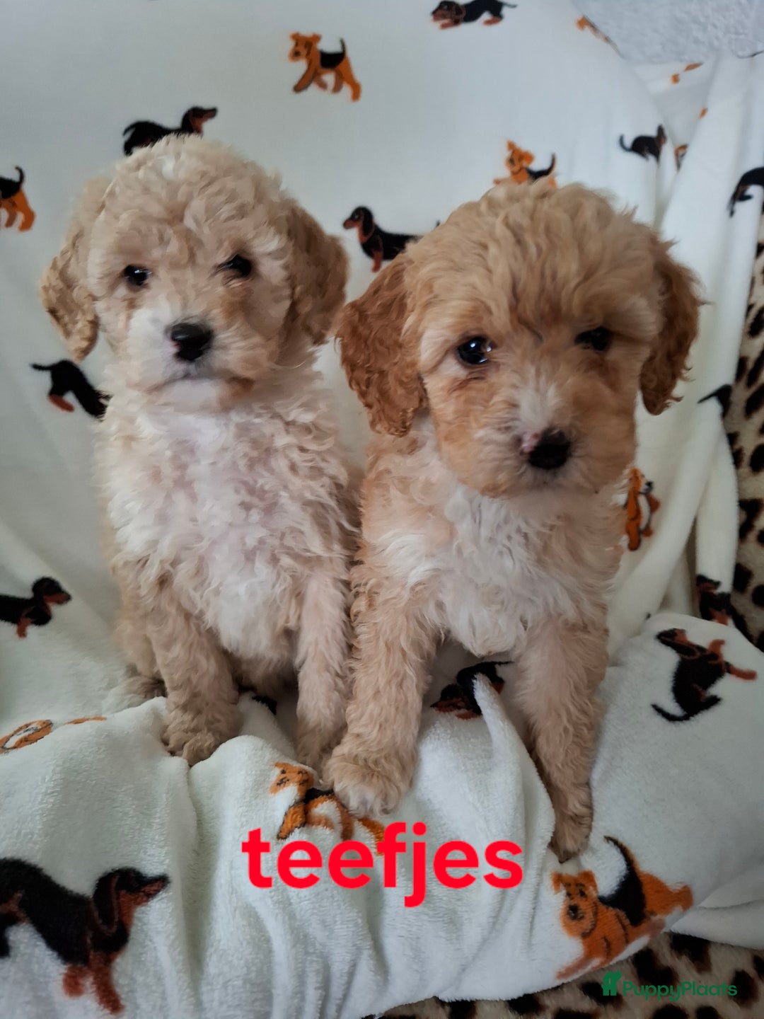 Labradoodle honden te koop: Labradoodle pups kleine  medium  - Advertentie 9