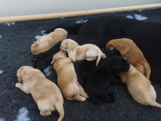 Labrador Retriever honden Labrador pups - Advertentie 5