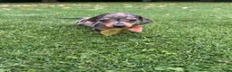 Teckel (korthaar)  honden te koop: Kortharige dwergteckel pups  - Advertentie 6