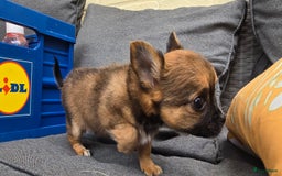 Chihuahua honden te koop: Chihuahua reutjes  - Afbeelding 13