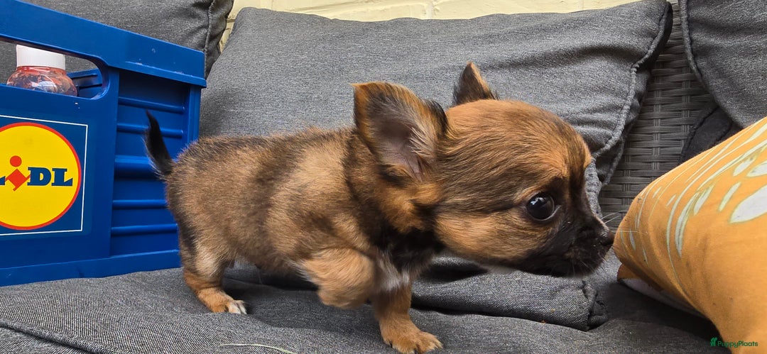 Chihuahua honden te koop: Chihuahua reutjes  - Afbeelding 13