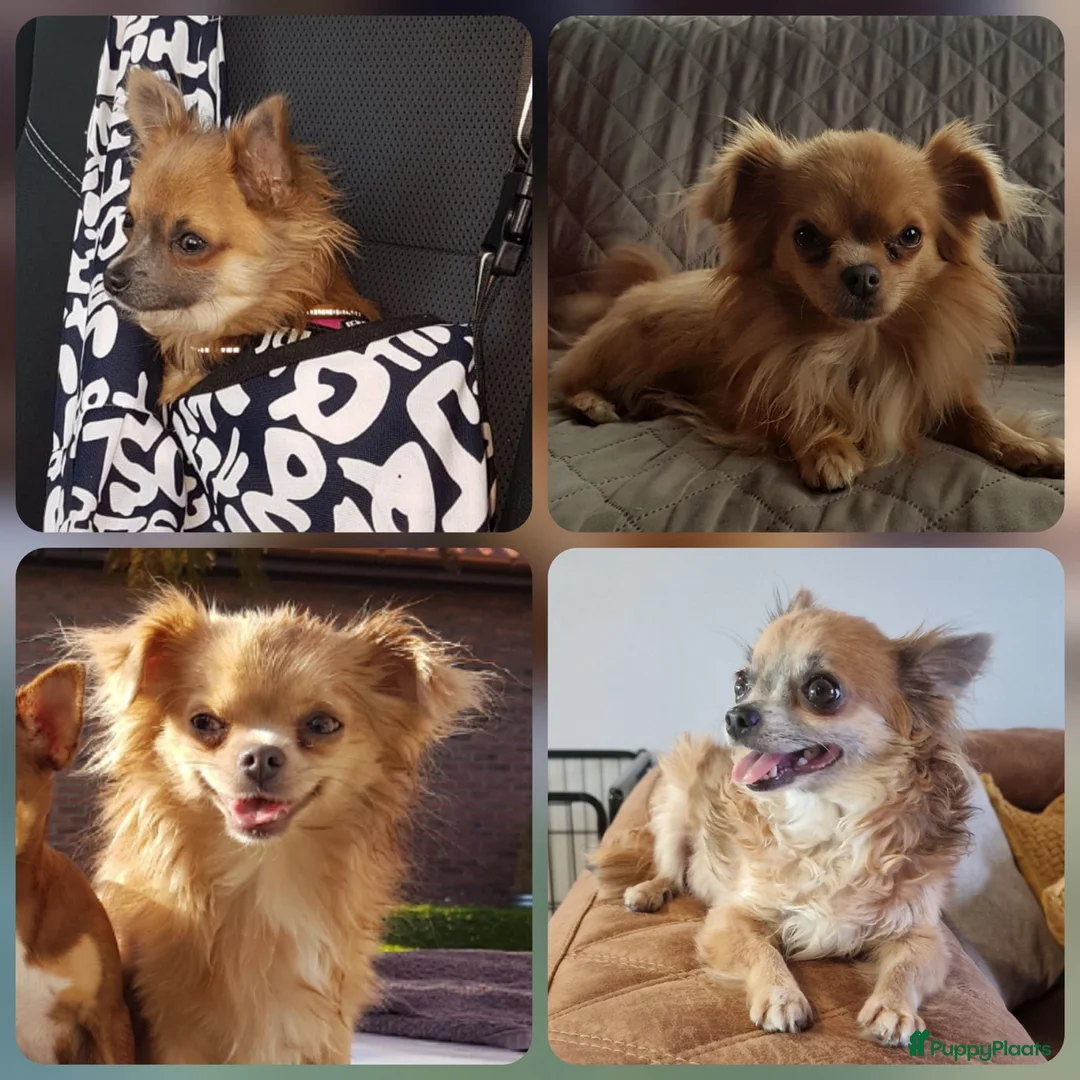 Chihuahua honden te koop: Chihuahua pups - Advertentie 12