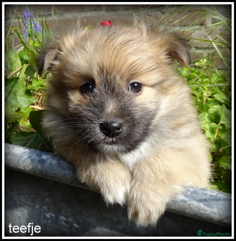 Kruising honden Pomeriaan x Boomer kruising pups - Advertentie 2