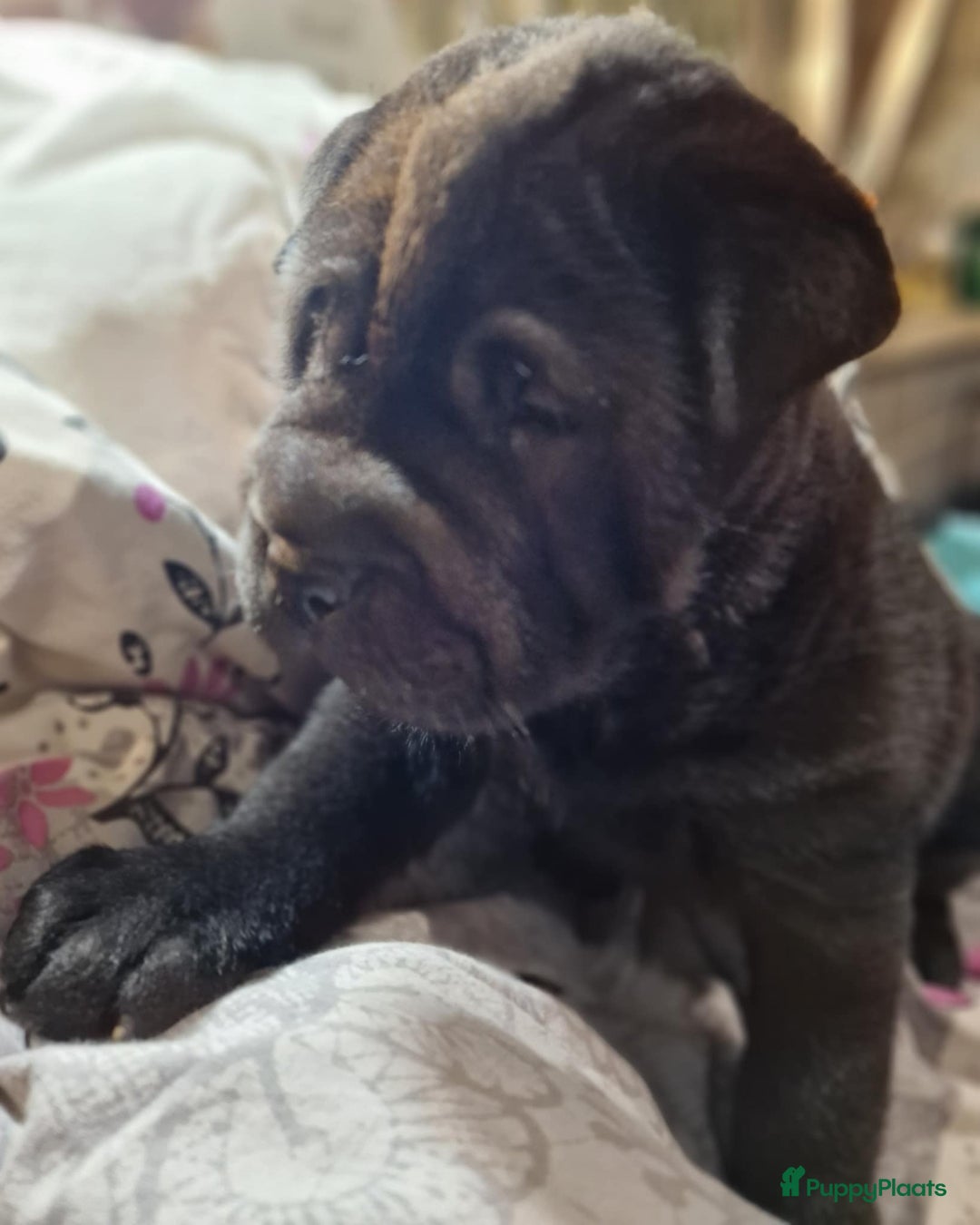 Shar Pei honden te koop: Sharpei - Advertentie 5