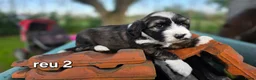 Tibetaanse Terriër honden te koop: Tibetaanse terriër pups met FCI stamboom - Advertentie 28