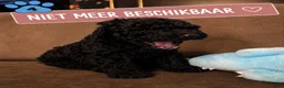 Poedel honden te koop: Koningspoedel grote poedel pups MOGEN NU WEG - Advertentie 21