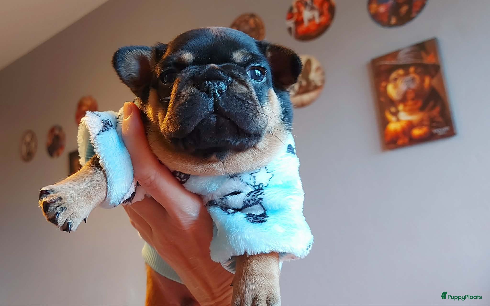 Franse Bulldog honden Prachtige Franse Bulldog pups met stamboom - Advertentie 2