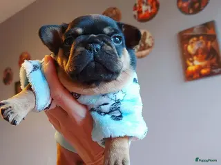 Franse Bulldog honden Prachtige Franse Bulldog pups met stamboom - Advertentie 2