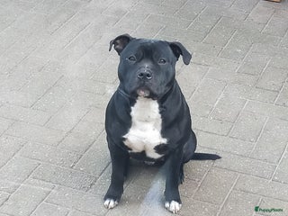 Engelse Stafford honden DekReu aangeboden Engelse stafford in Beerta - Advertentie 5