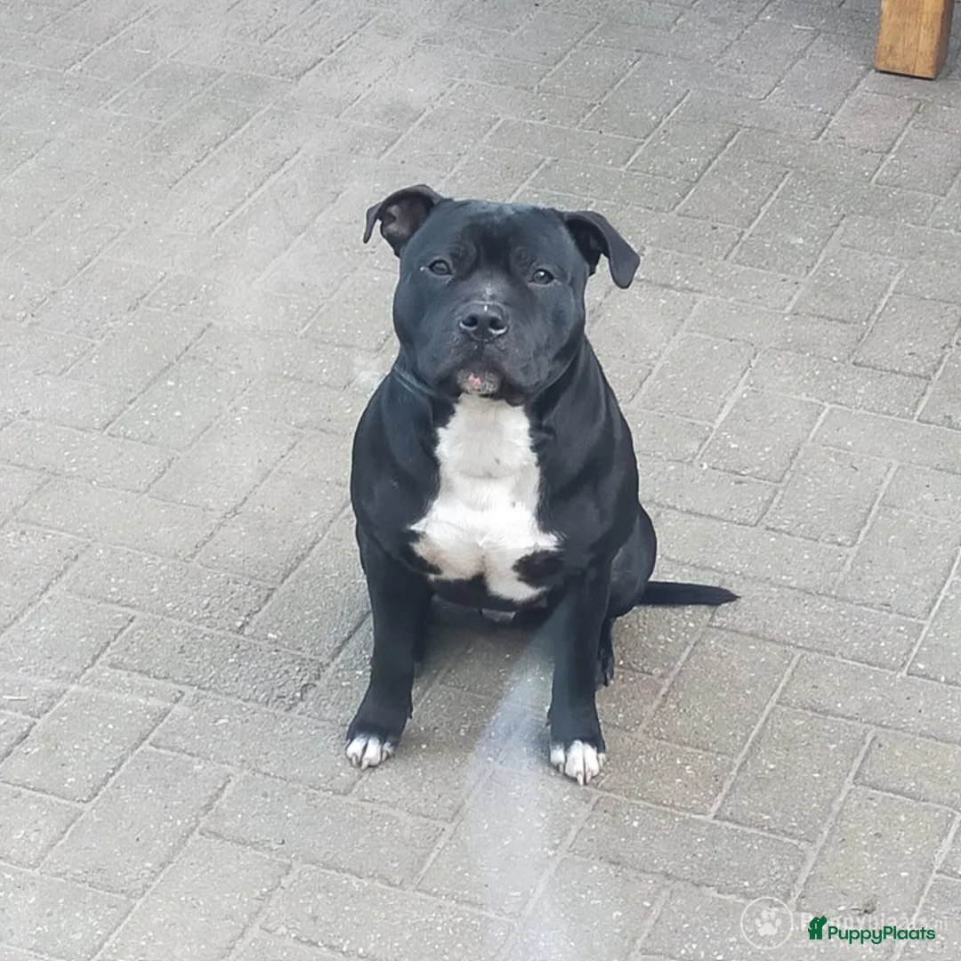 Engelse Stafford honden ter dekking: DekReu aangeboden Engelse stafford in Beerta - Advertentie 1