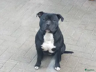 Engelse Stafford honden DekReu aangeboden Engelse stafford in Beerta - Advertentie 5