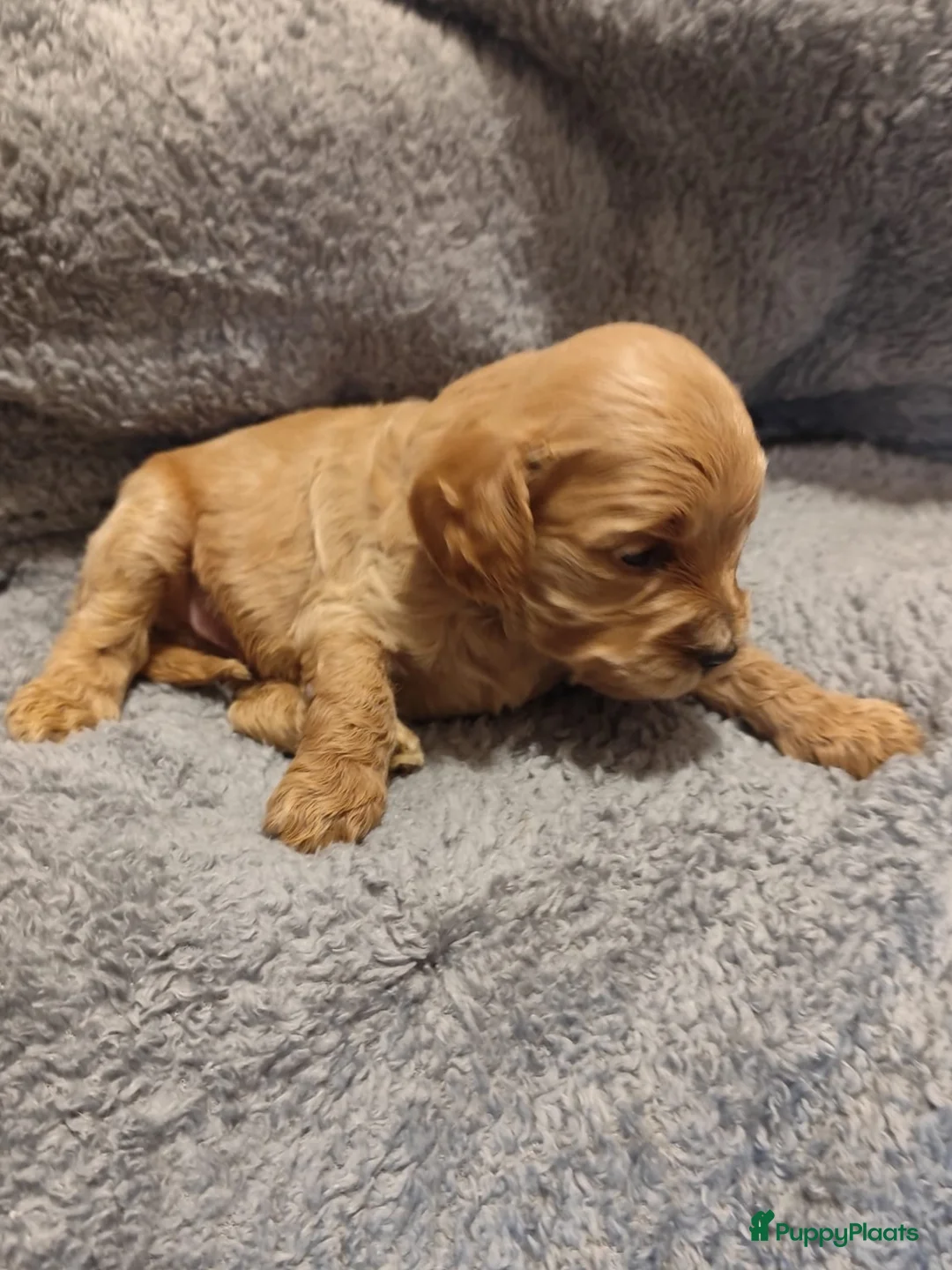 Cavapoo honden te koop: Laatste cavapoo pup teefje beschikbaar  - Advertentie 4