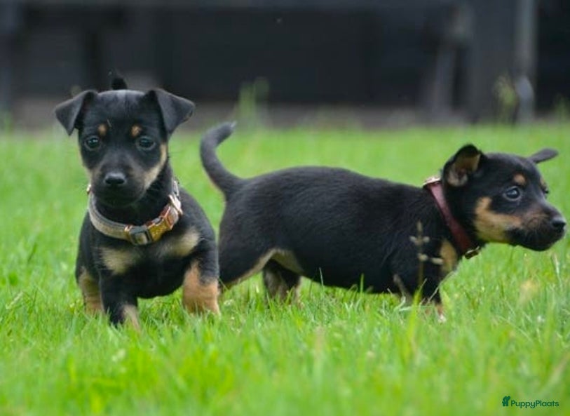 Jack Russel Terriër honden te koop: Supermooie Jack-Russell pups,  groeien op in huis. - Advertentie 11