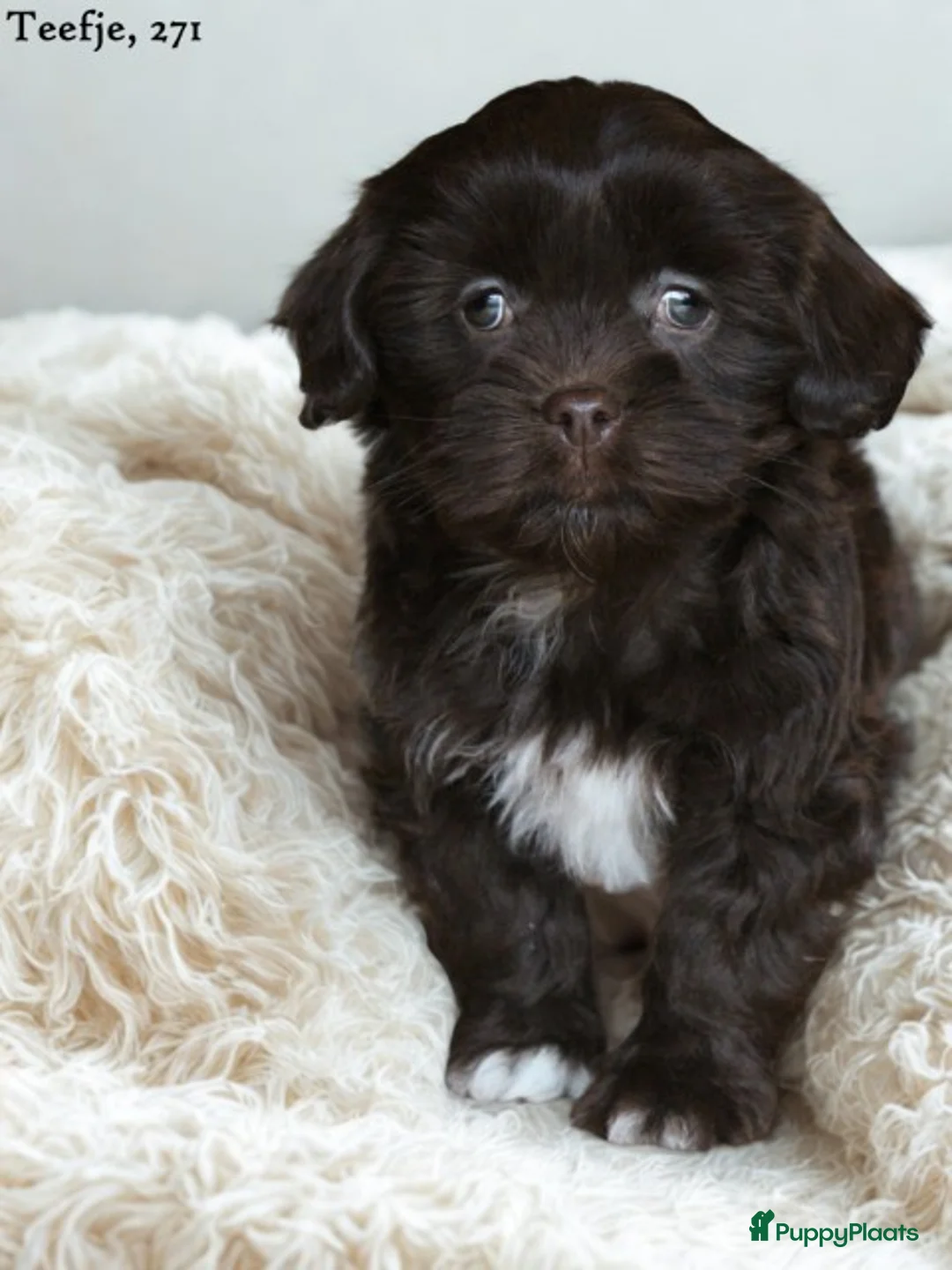 Kruising honden te koop: Knappe Mini doodle pups. - Advertentie 4