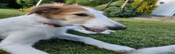 Barsoi honden te koop: Borzoi-teef uit FCI-kennel zoekt lief thuis  - Advertentie 21