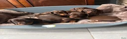 Teckel (korthaar)  honden te koop: Dwerg Teckel schatjes . - Advertentie 5
